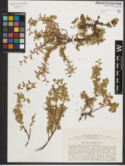 Foto von Salix nummularia Andersson
